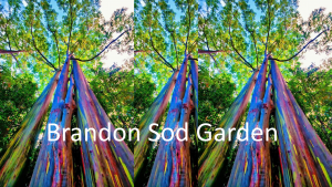Brandon Sod Garden Center